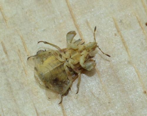 Phymata fortificata
